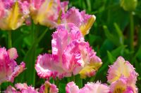 Tulpenblüte im Keukenhof
