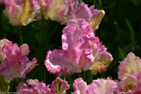 Tulpenblüte im Keukenhof