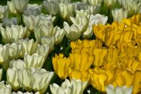 Tulpenblüte im Keukenhof