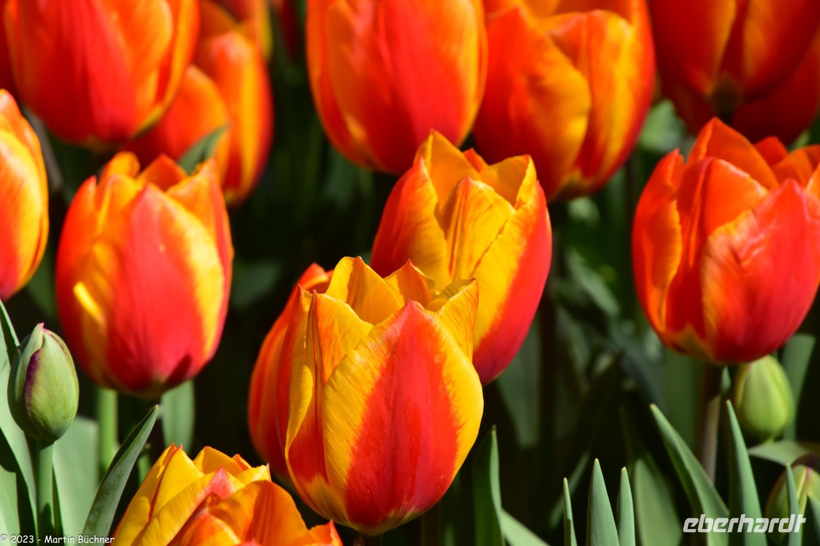 Tulpenblüte im Keukenhof