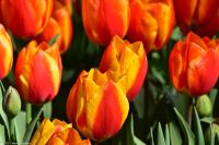 Tulpenblüte im Keukenhof