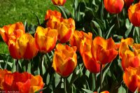 Tulpenblüte im Keukenhof