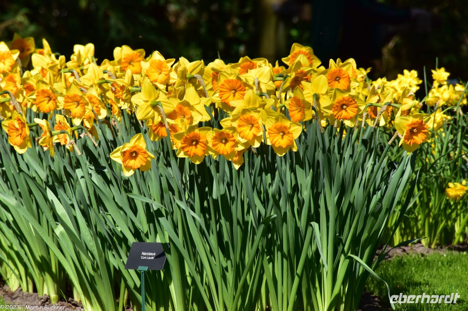 Narzissen - Osterglocken