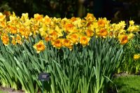 Narzissen - Osterglocken