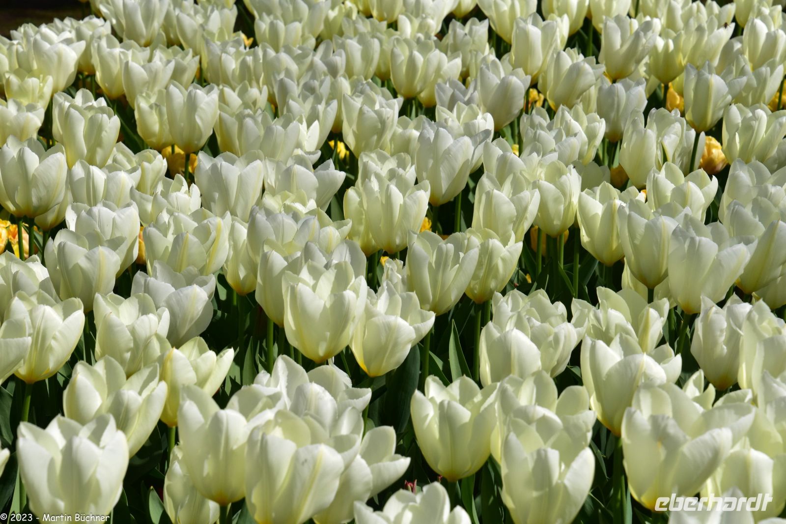 Tulpenblüte im Keukenhof