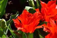 Tulpenblüte im Keukenhof