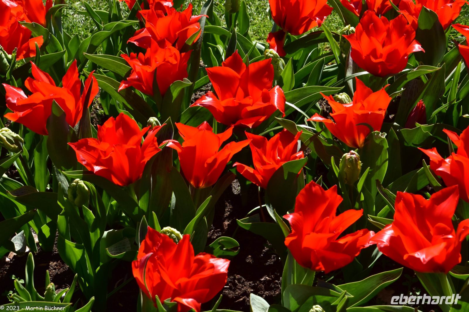 Tulpenblüte im Keukenhof