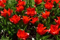 Tulpenblüte im Keukenhof