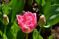 Tulpenblüte im Keukenhof