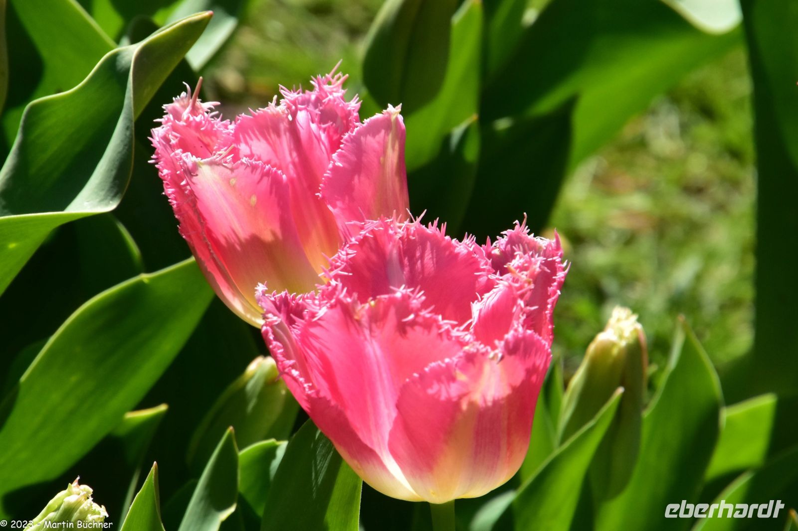 Tulpenblüte im Keukenhof