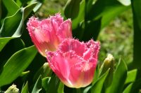 Tulpenblüte im Keukenhof