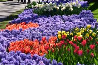 Tulpenblüte im Keukenhof