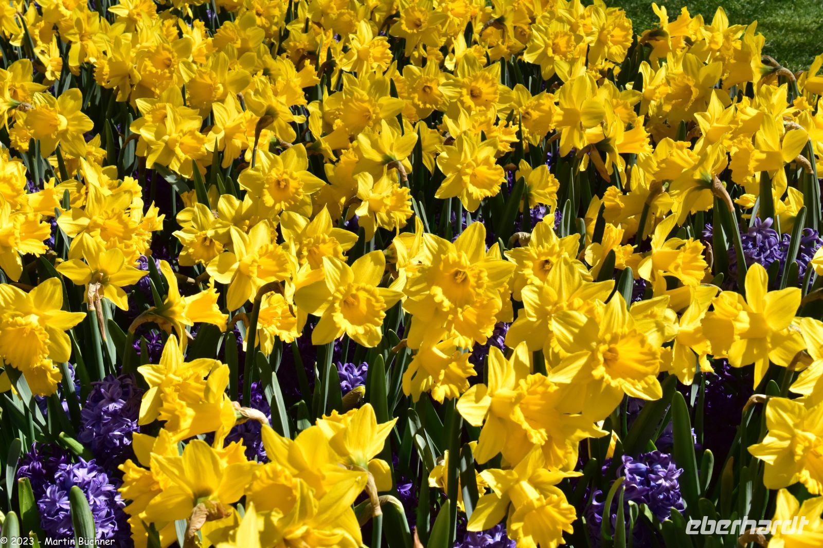 Narzissen - Osterglocken
