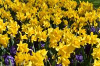 Narzissen - Osterglocken