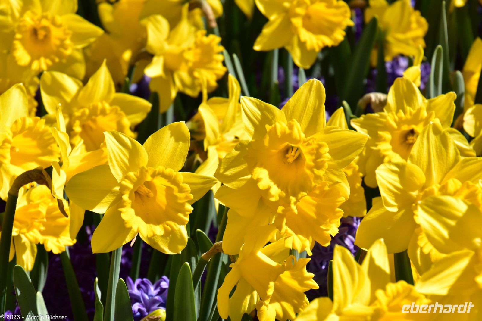 Narzissen - Osterglocken