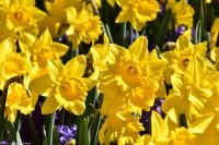 Narzissen - Osterglocken