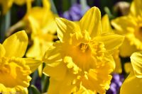 Narzissen - Osterglocken