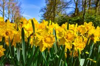 Narzissen