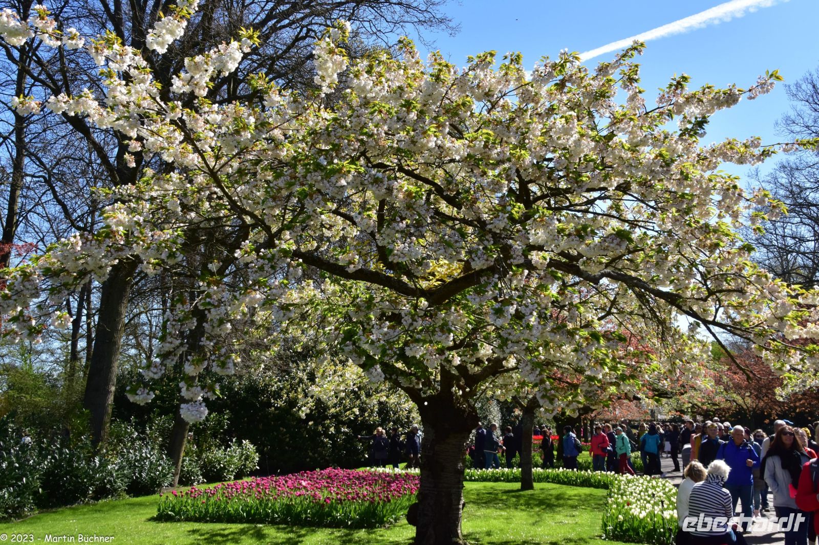 Tulpenblüte im Keukenhof