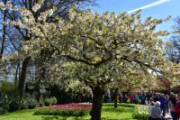 Tulpenblüte im Keukenhof