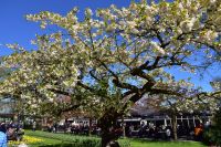 Tulpenblüte im Keukenhof