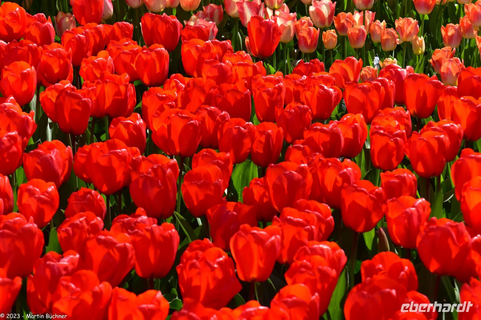 Tulpenblüte im Keukenhof