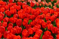 Tulpenblüte im Keukenhof