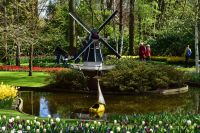 Tulpenblüte im Keukenhof