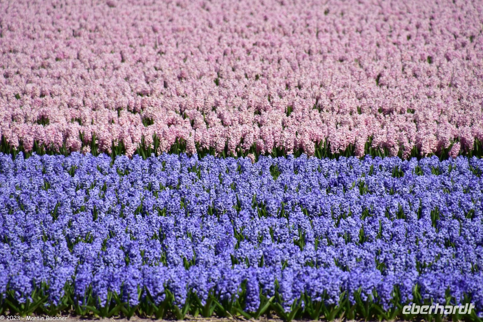 Keukenhof - Hyazinthenfelder