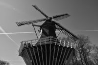 Tulpenblüte im Keukenhof - WIndmühle