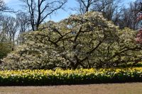Tulpenblüte im Keukenhof
