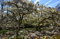 Tulpenblüte im Keukenhof