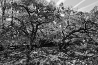 Tulpenblüte im Keukenhof