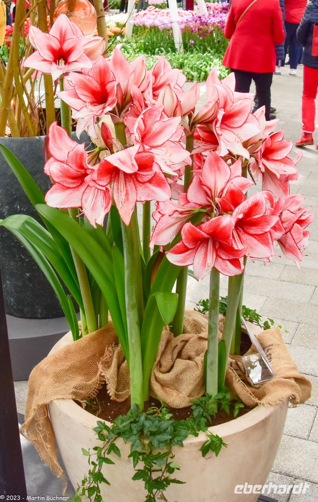 Amaryllis