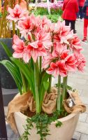 Amaryllis
