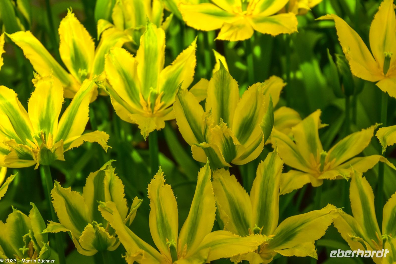 Tulpenblüte im Keukenhof