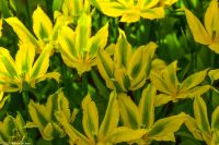 Tulpenblüte im Keukenhof