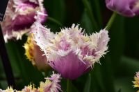 Tulpenblüte im Keukenhof