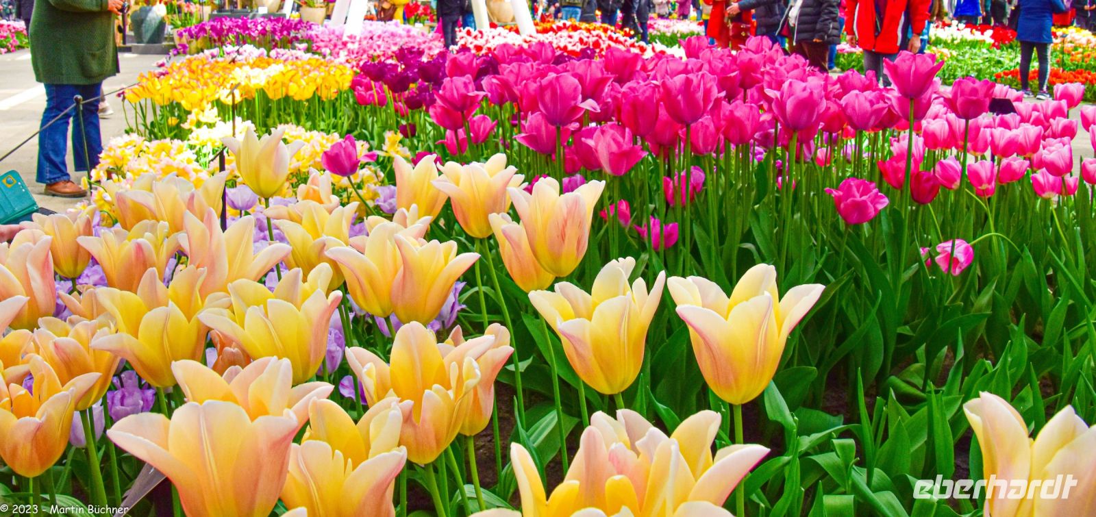 Tulpenblüte im Keukenhof