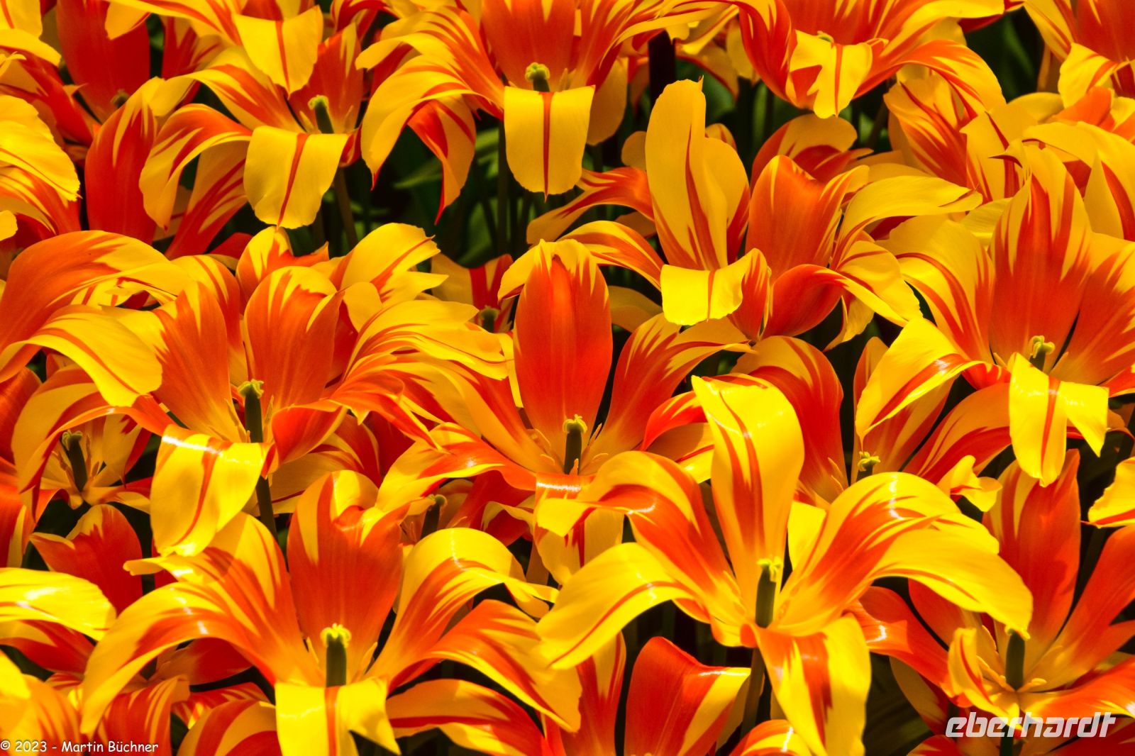 Tulpenblüte im Keukenhof