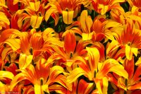 Tulpenblüte im Keukenhof