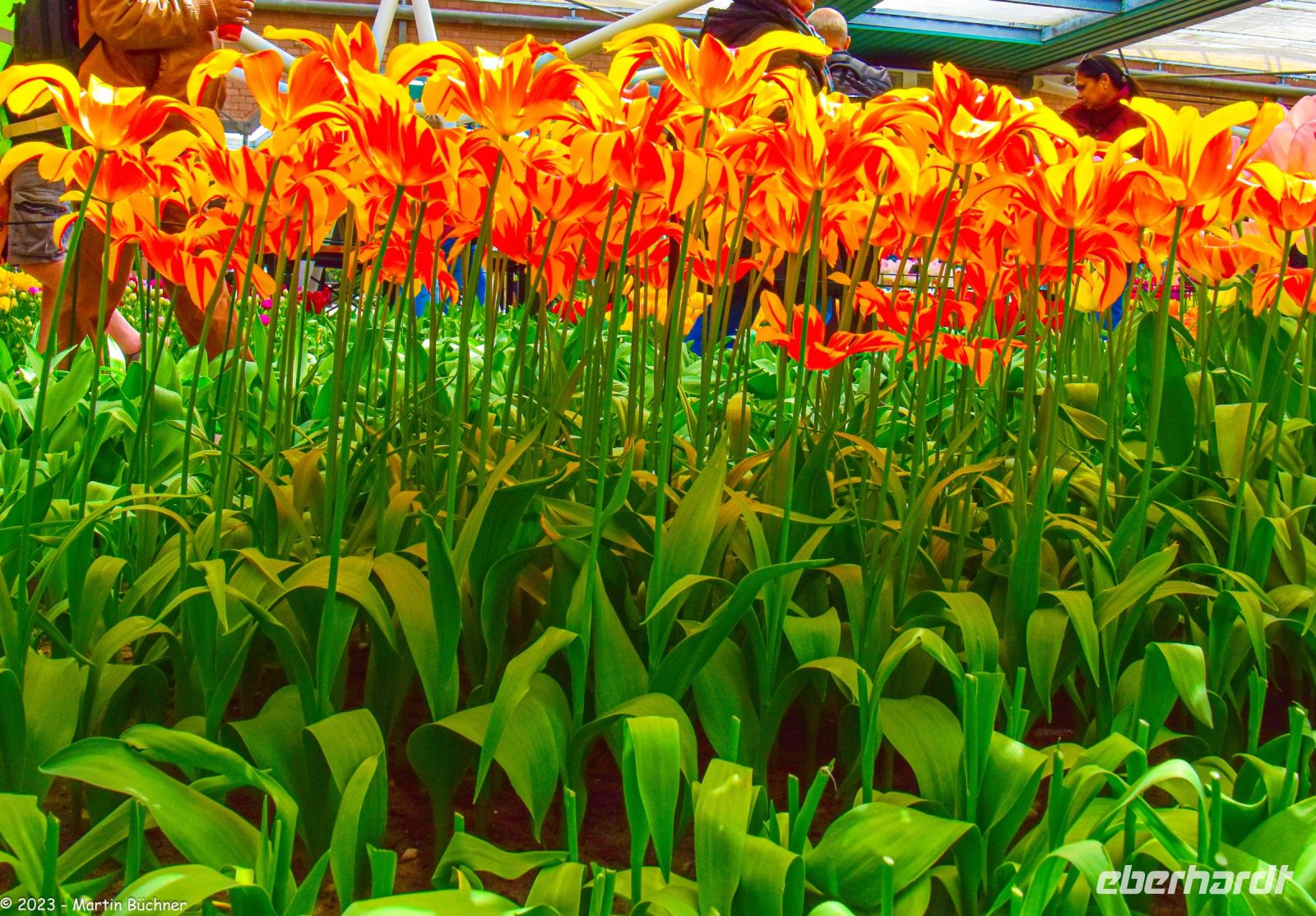 Tulpenblüte im Keukenhof