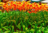 Tulpenblüte im Keukenhof