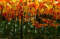 Tulpenblüte im Keukenhof