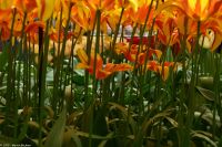 Tulpenblüte im Keukenhof