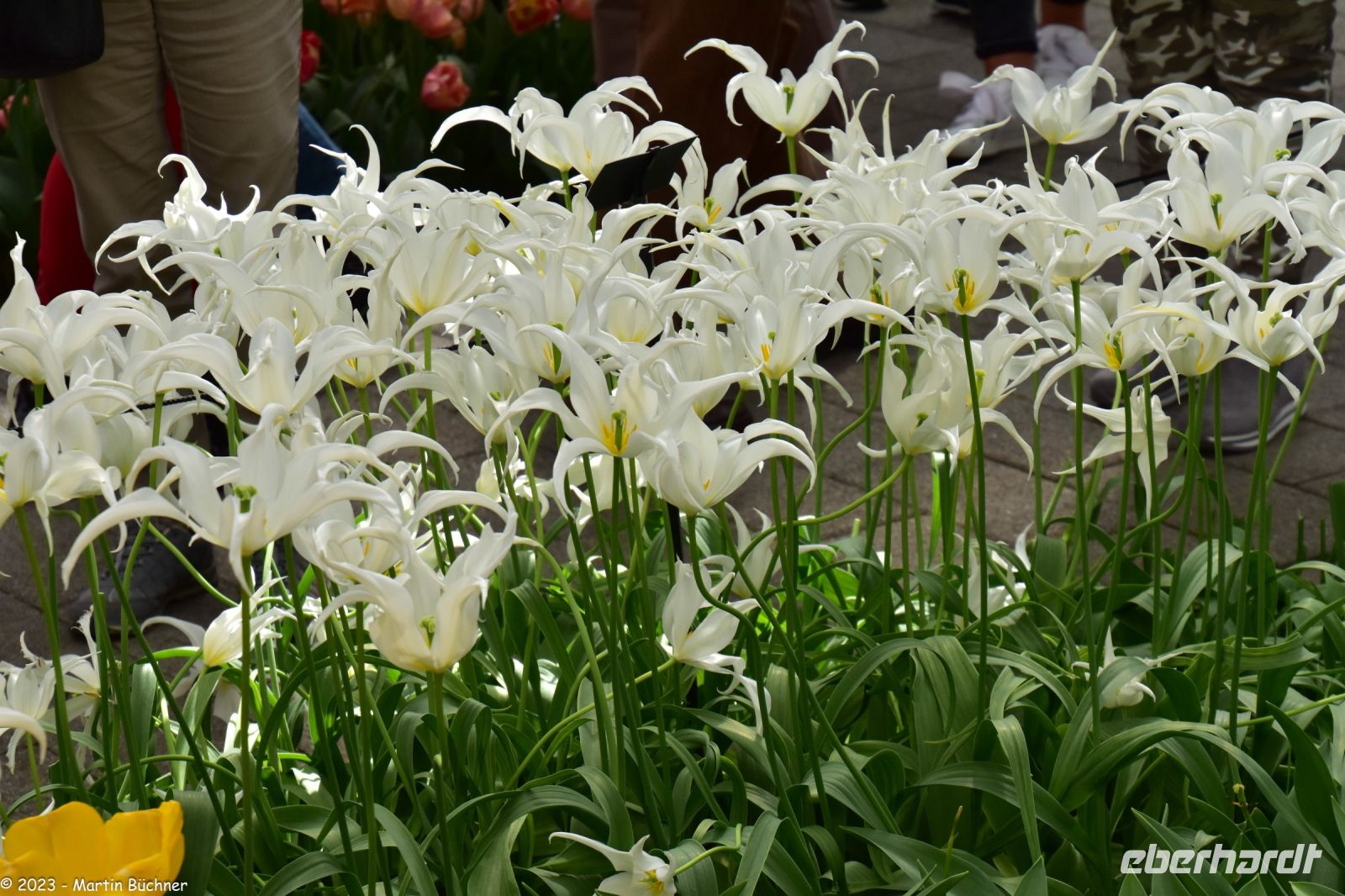 Tulpenblüte im Keukenhof