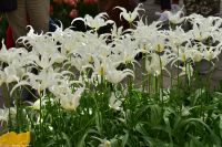 Tulpenblüte im Keukenhof