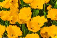 Tulpenblüte im Keukenhof