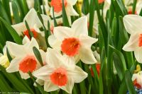 Narzissen