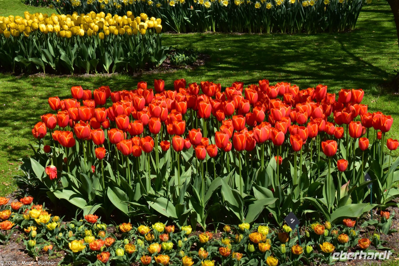 Tulpenblüte im Keukenhof